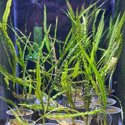Cryptocoryne Balansae