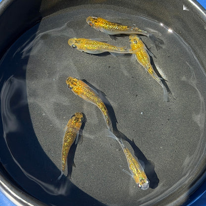Yozakura Gold Medaka Ricefish