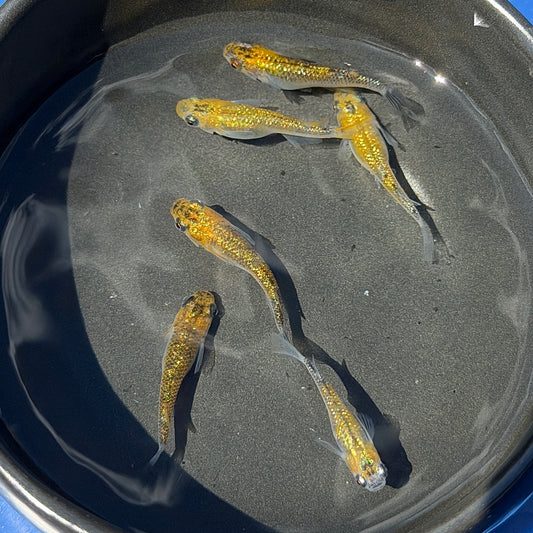 Yozakura Gold Medaka Ricefish