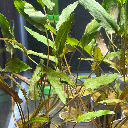 Cryptocoryne Petchii