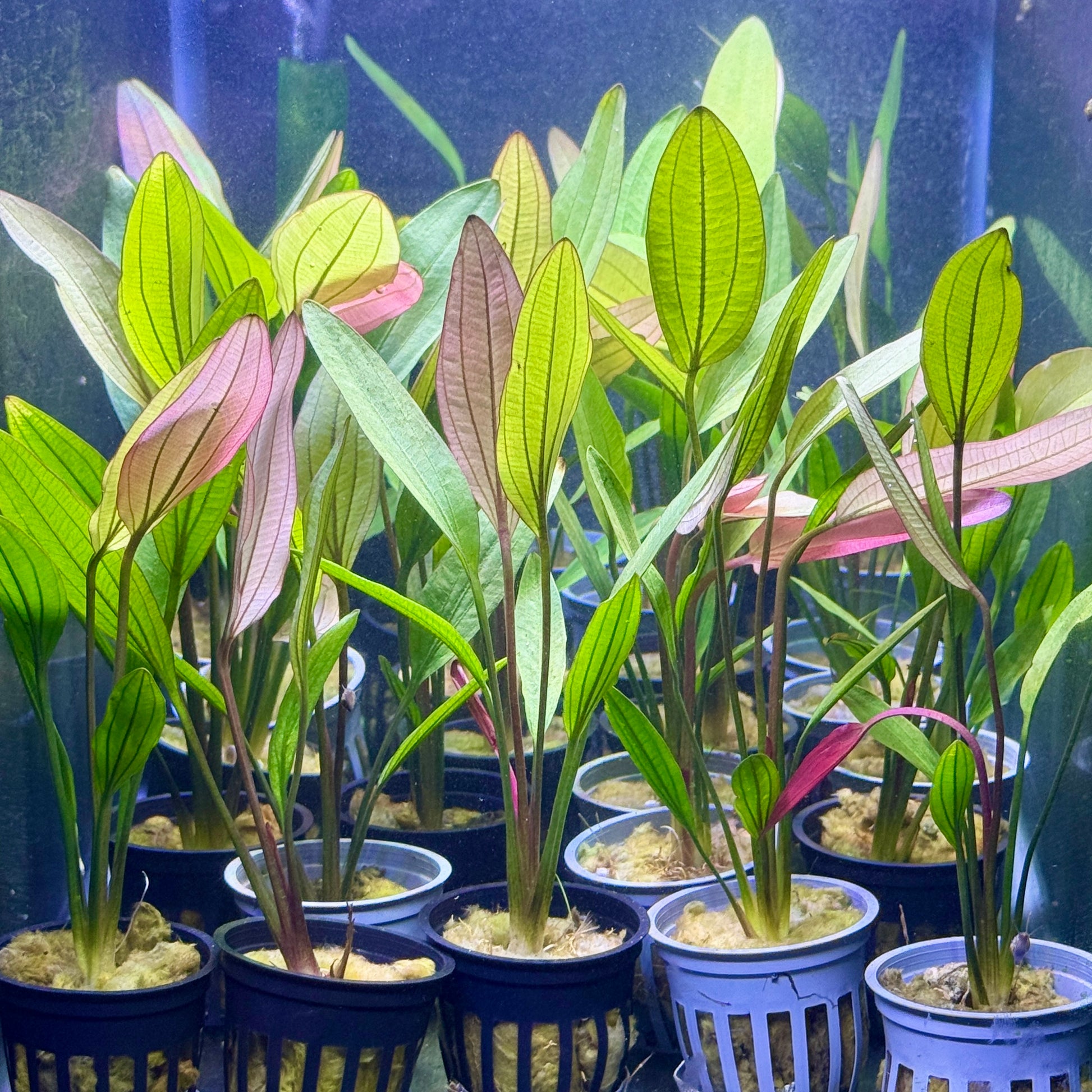 sword succulent Pink Miracle Sword – Daku Aquatics
