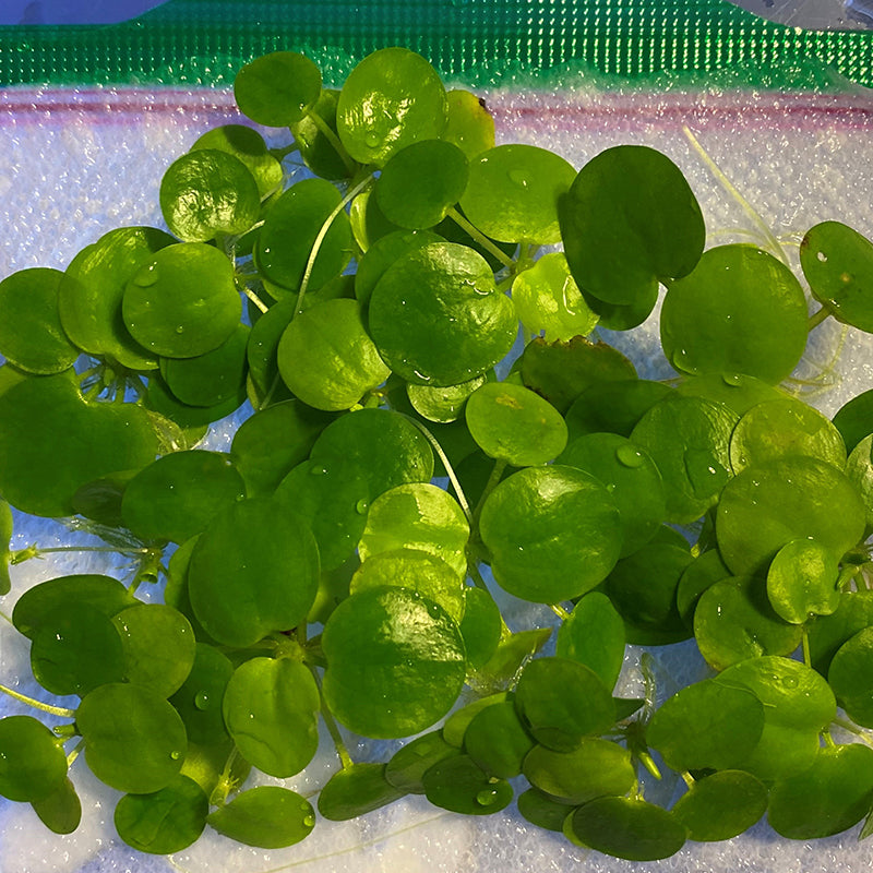 Frogbit