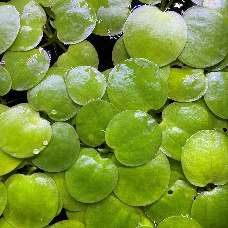 Frogbit