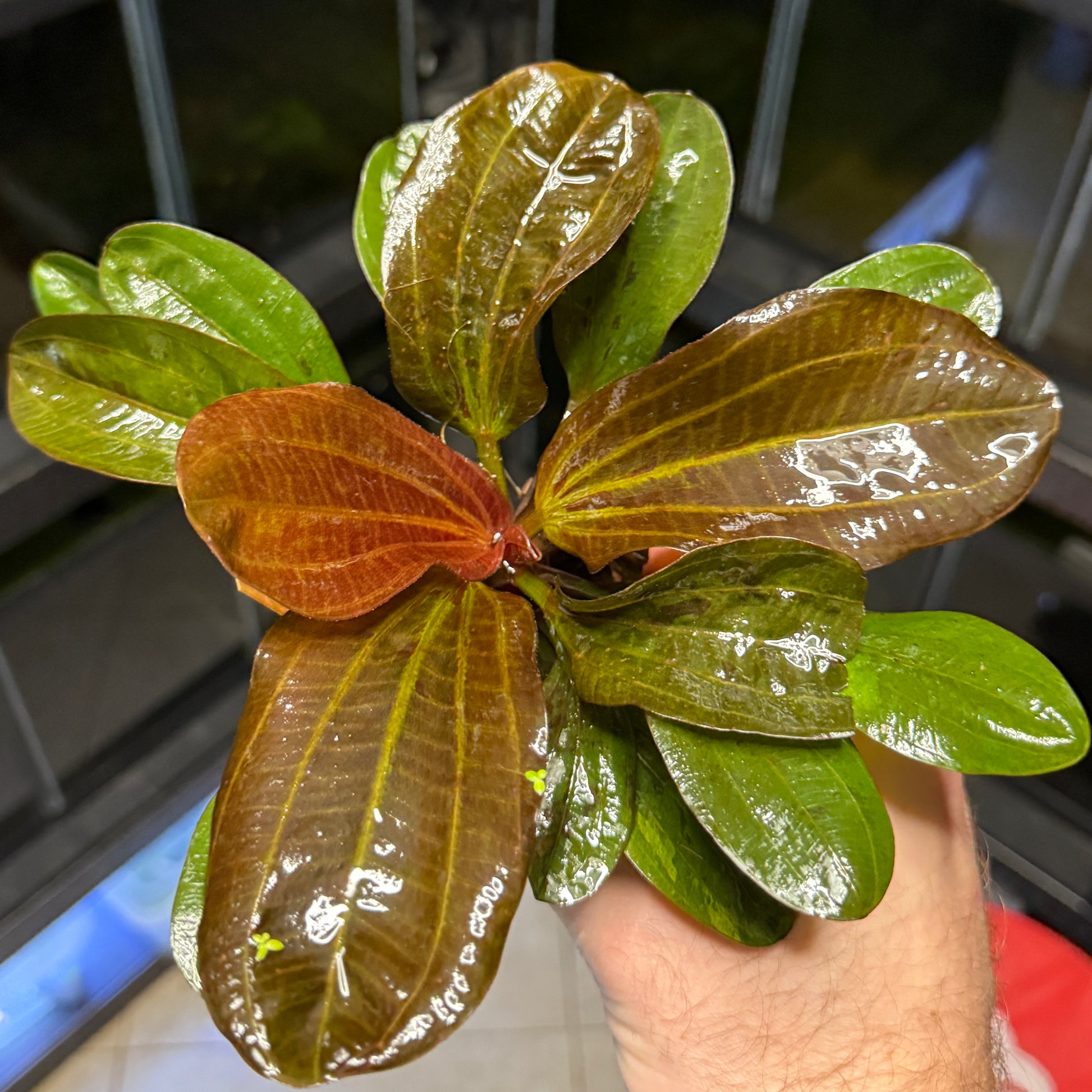 sword succulent Red Pearl Sword – Daku Aquatics