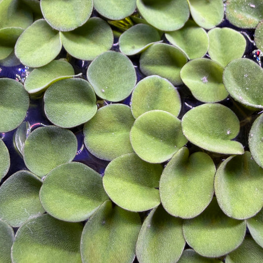 Salvinia Calcutta