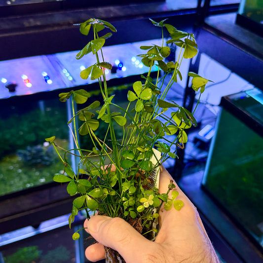 Marsilea Quadrifolia