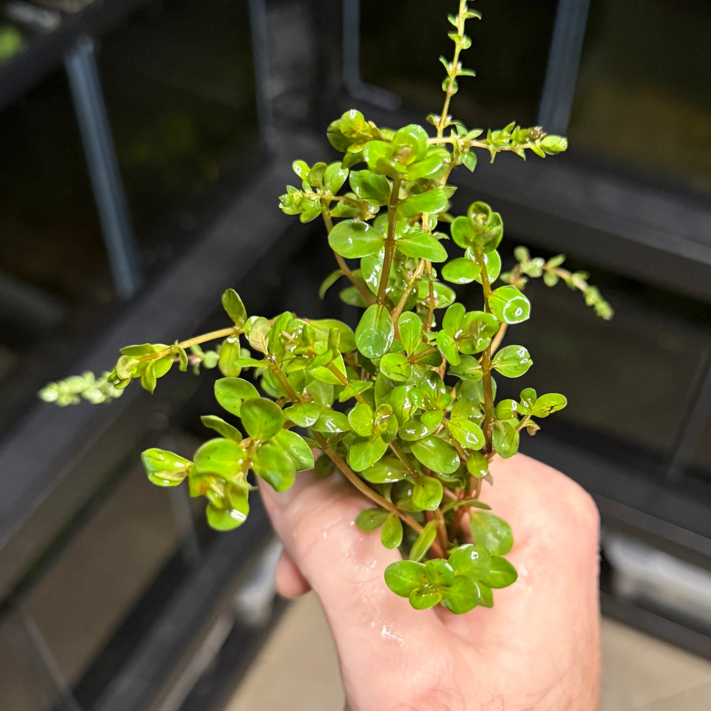 Rotala Rotundifolia 'H'ra'