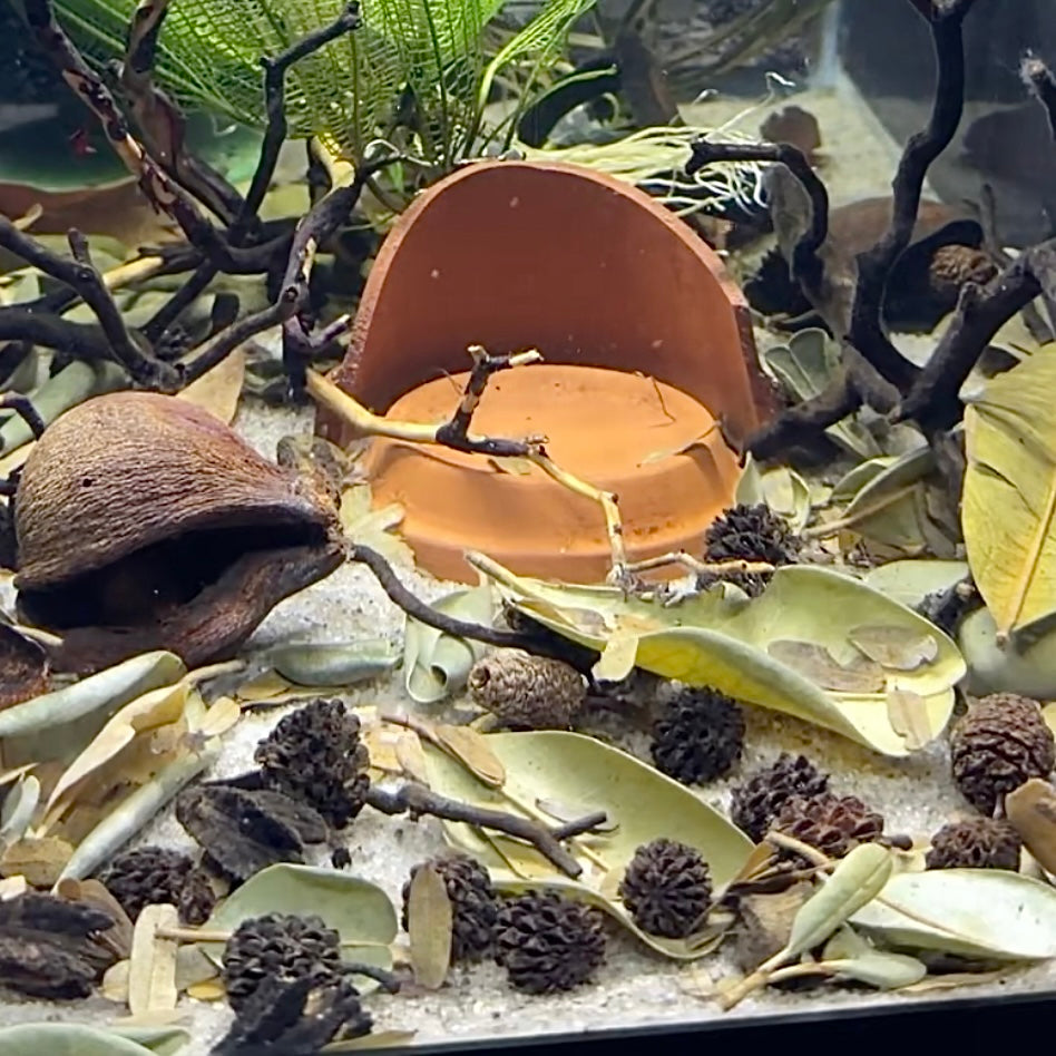 Botanicals – Daku Aquatics