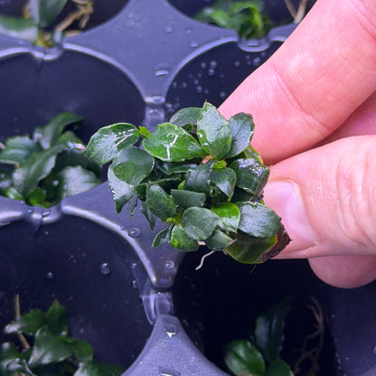 Anubias Barteri ‘Dark Angel’