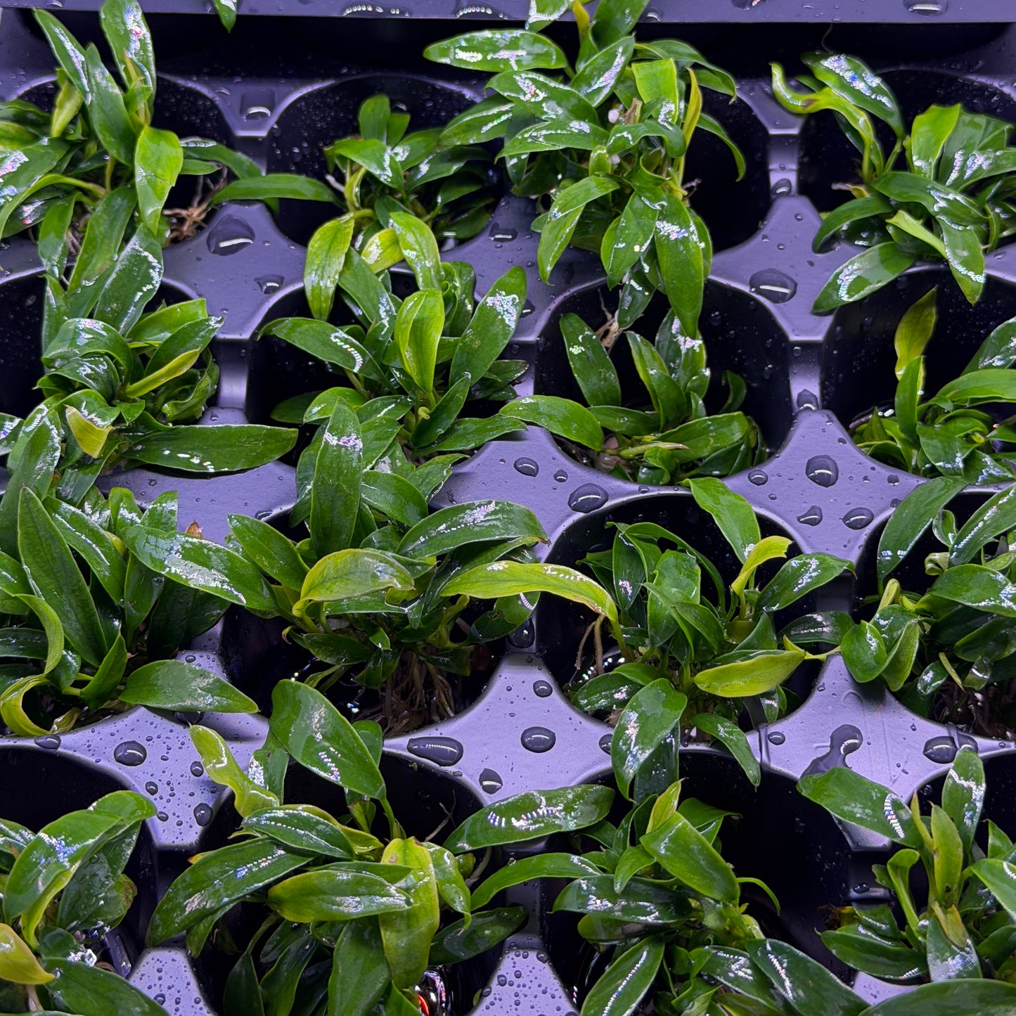 Anubias ‘Chili Jalapeño’