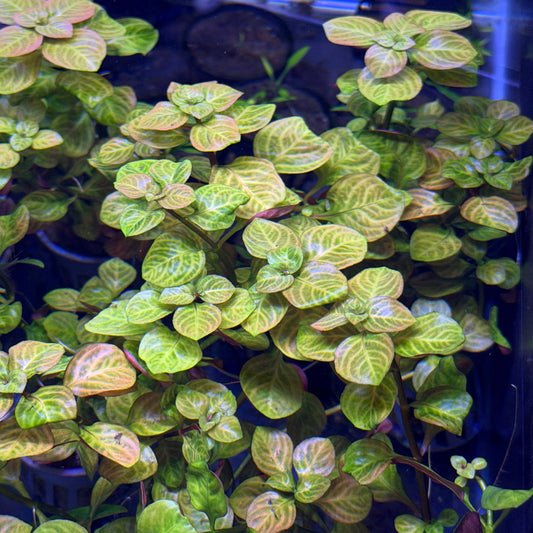 Ludwigia Red Skeleton