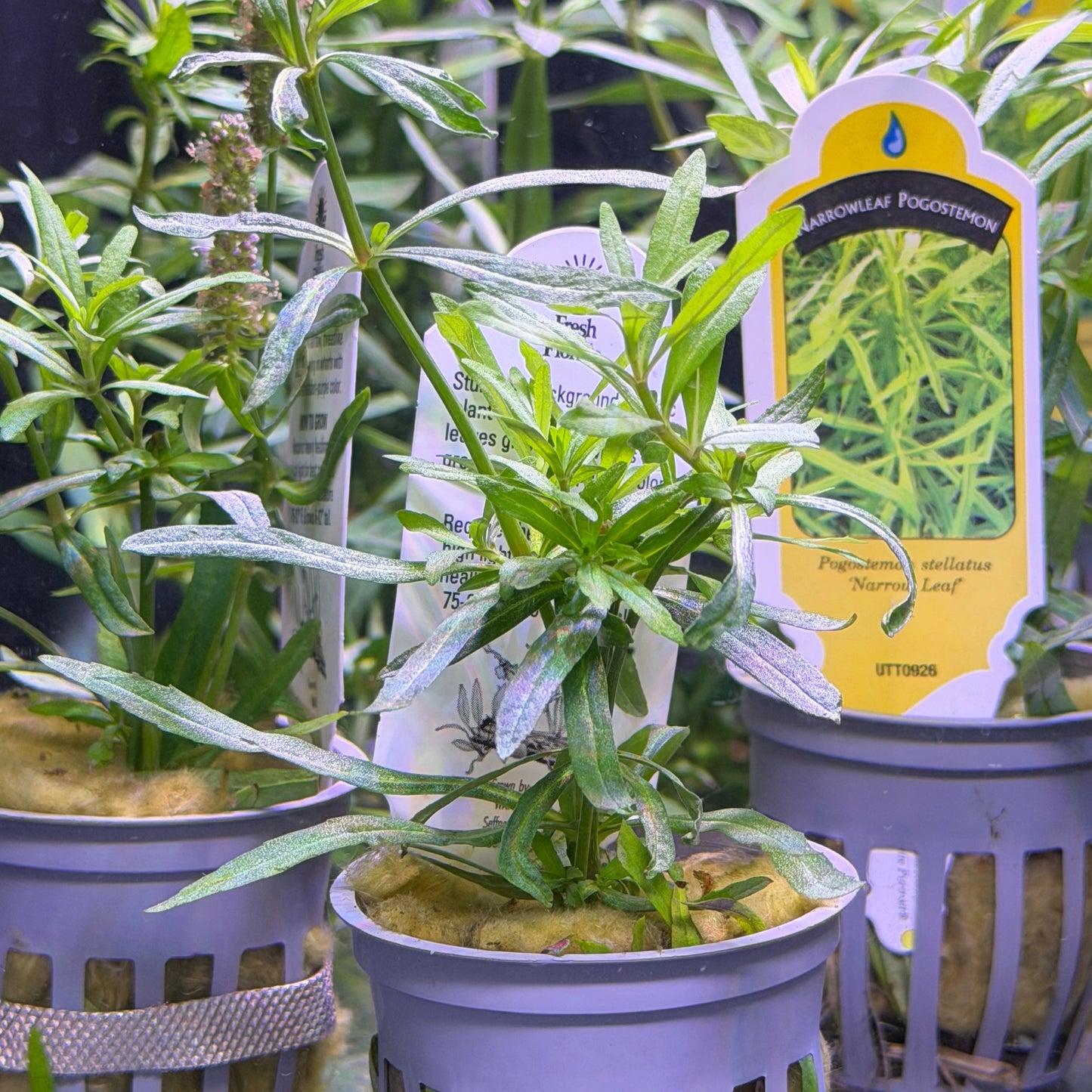 Pogostemon Stellatus Octopus