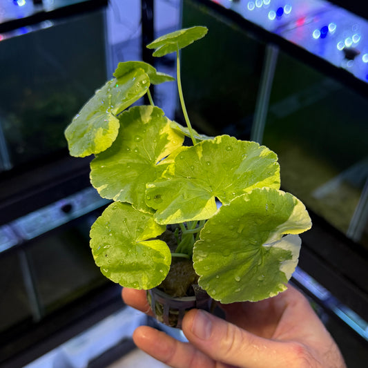 Variegated Pennywort