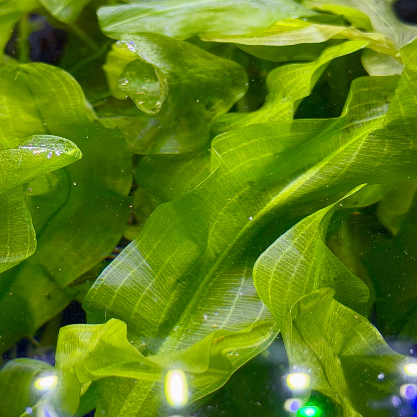 Aponogeton Ulvaceus