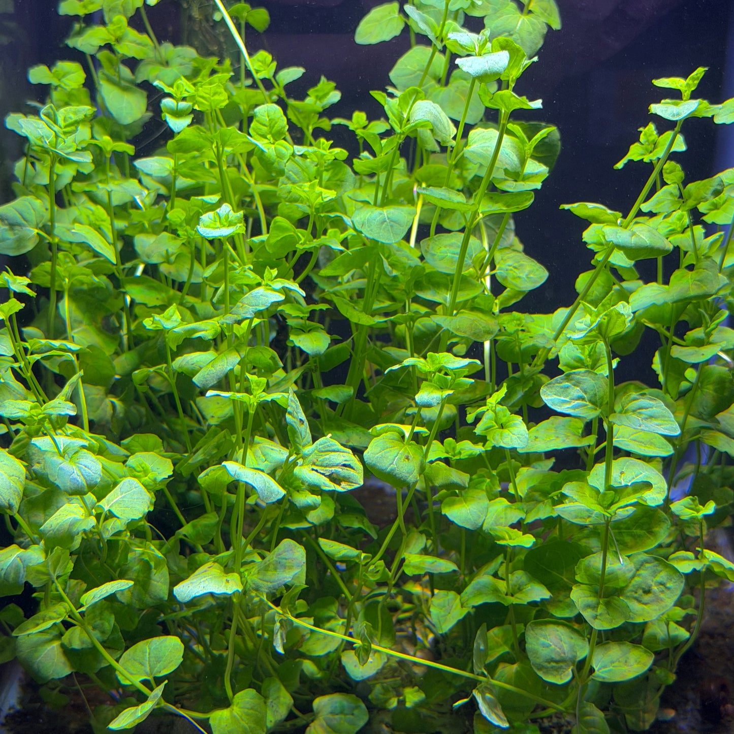 creeping charlie hanging plant Creeping Charlie – Daku Aquatics