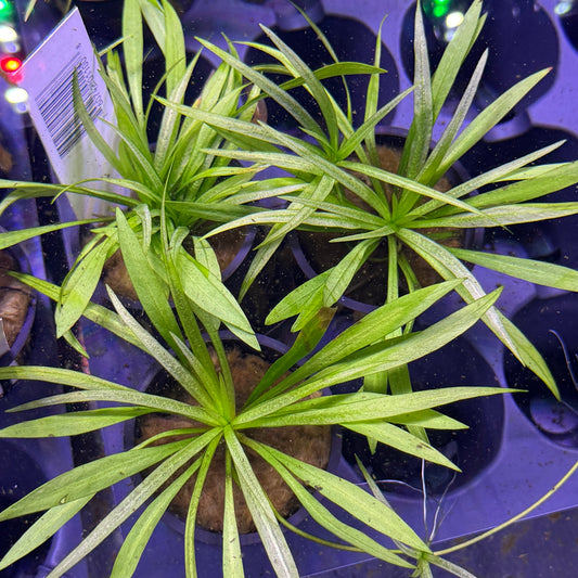 Narrow Leaf Chain Sword