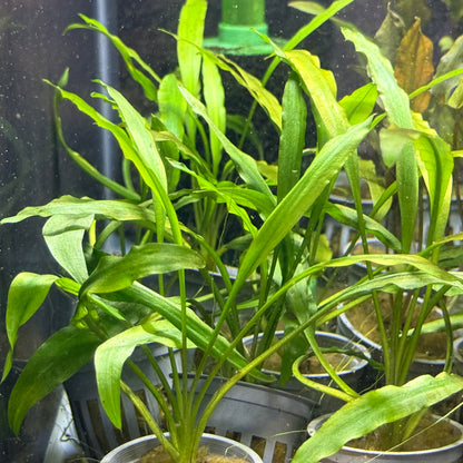 Cryptocoryne Costata