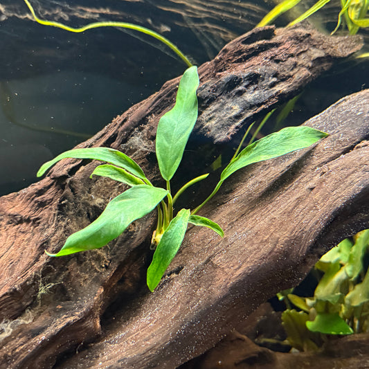 Anubias Minima