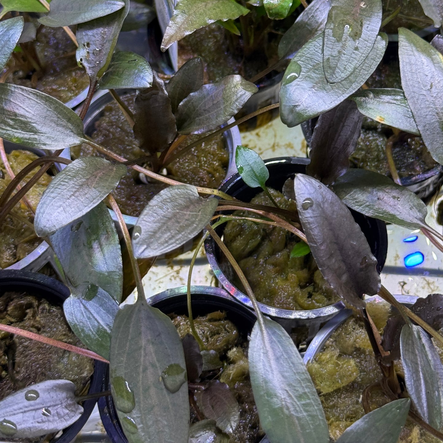 Cryptocoryne Beckettii