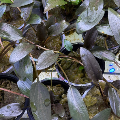 Cryptocoryne Beckettii