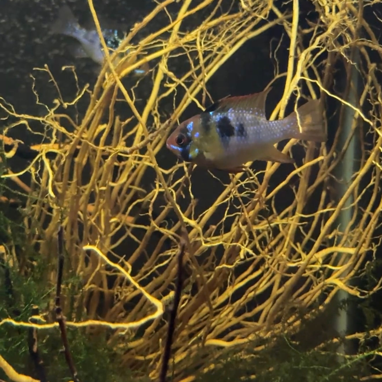 Botanicals – Daku Aquatics