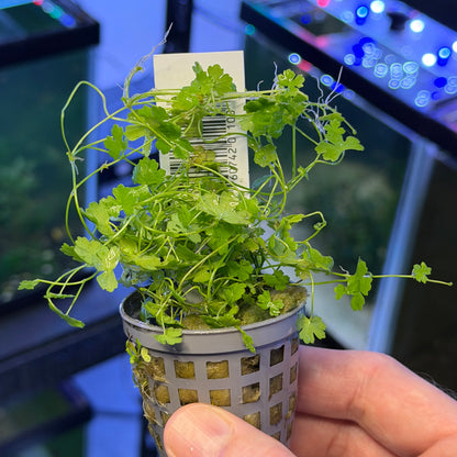 Hydrocotyle Tripartita