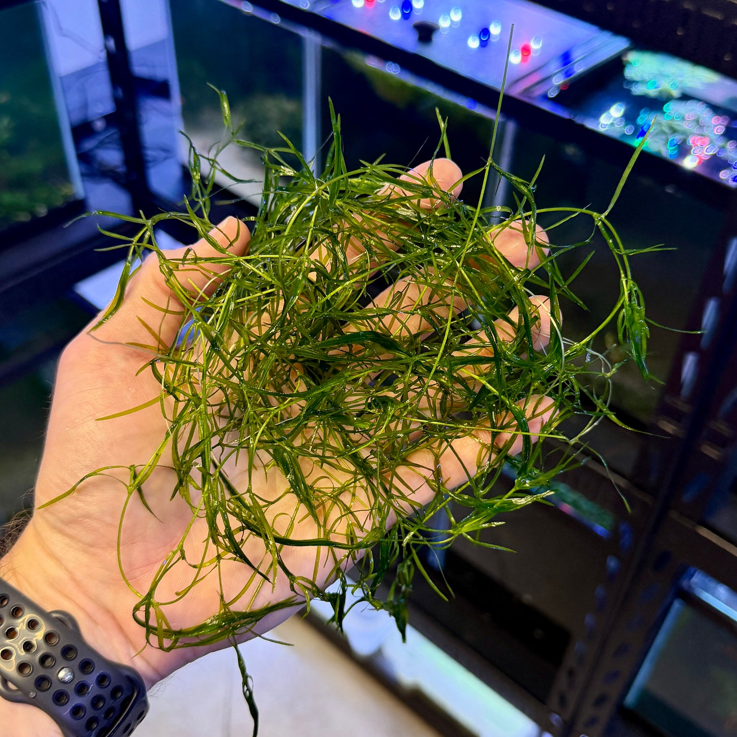 Guppy Grass