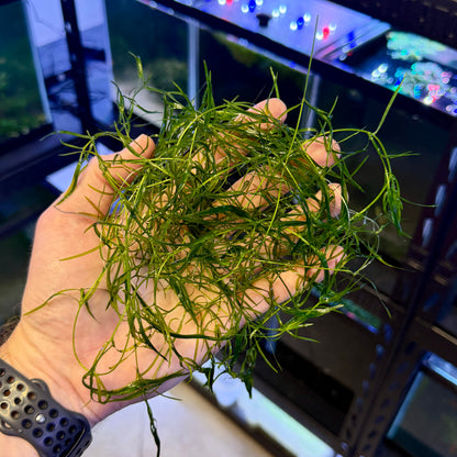 Guppy Grass