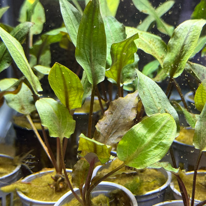 Cryptocoryne Wendtii ‘Mi Oya’