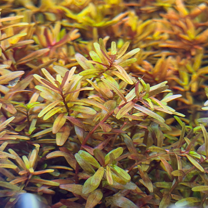 Rotala Rotundifolia 'Orange Juice'