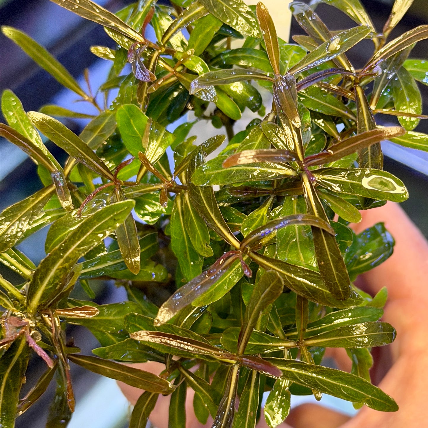 Hygrophila Araguaia