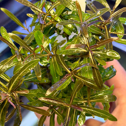 Hygrophila Araguaia