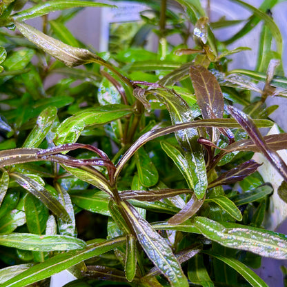 Hygrophila Araguaia