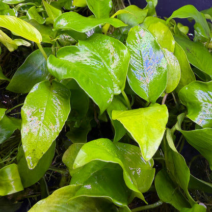 Anubias Nana ‘Golden’ XL