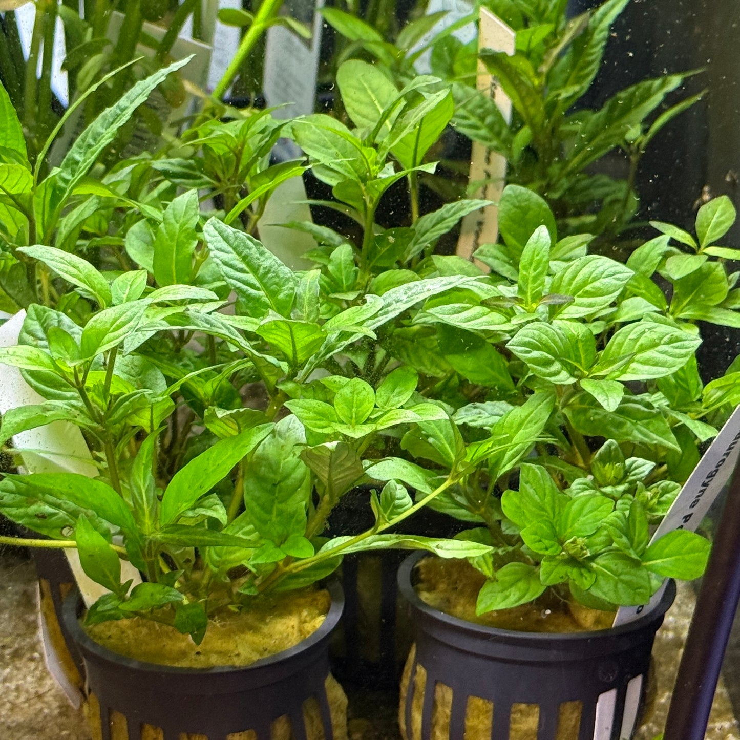 Staurogyne Repens 'Porto Velho'