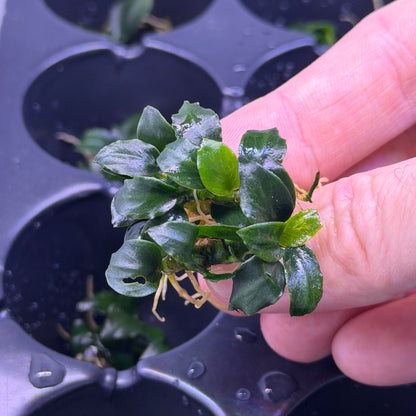 Anubias Barteri ‘Dark Angel’