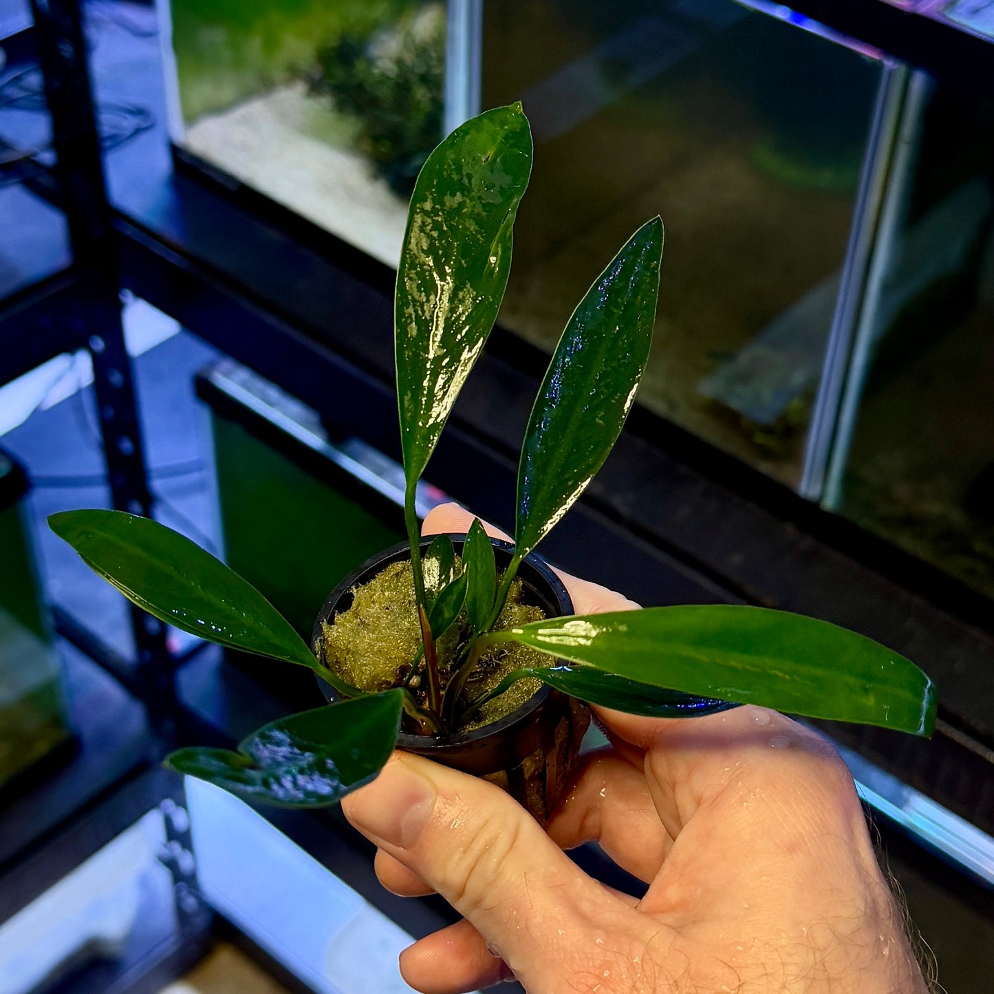 Anubias Lanceolata