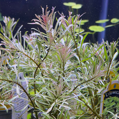 Ludwigia Inclinata 'White'