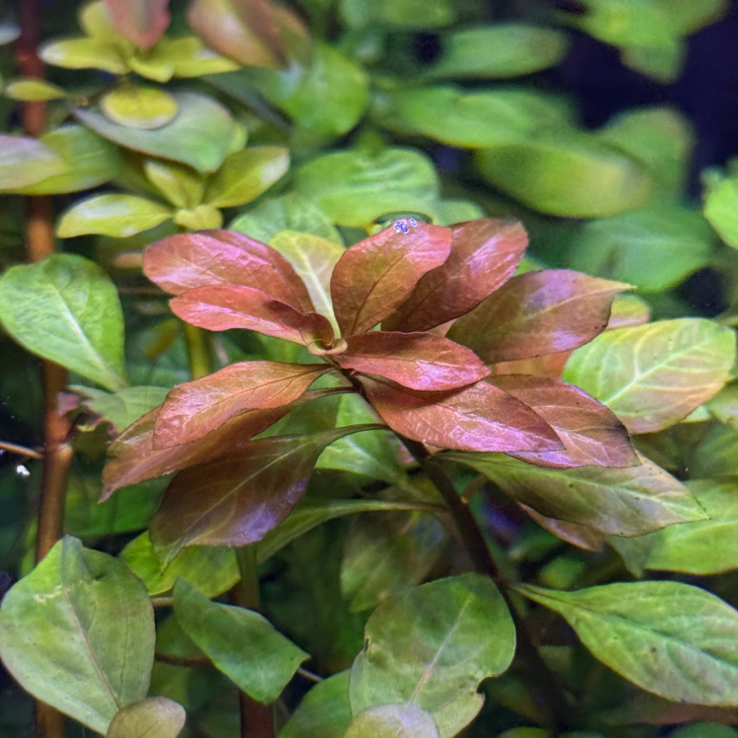 Ludwigia Repens 'Red'