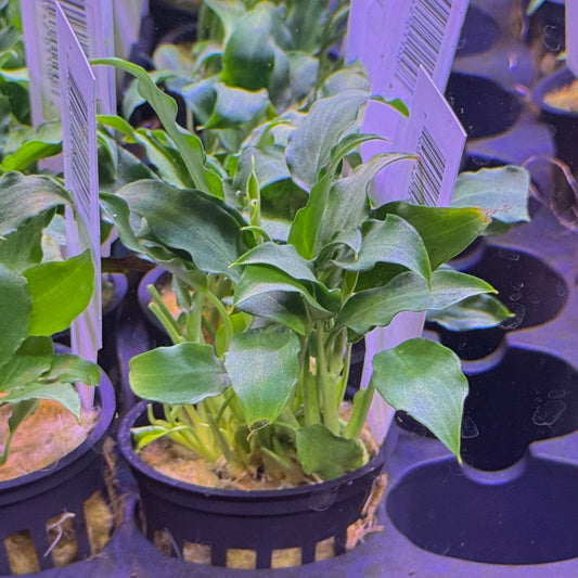 Schismatoglottis Prietoi