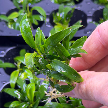 Anubias ‘Chili Jalapeño’
