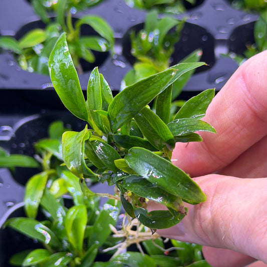Anubias ‘Chili Jalapeño’