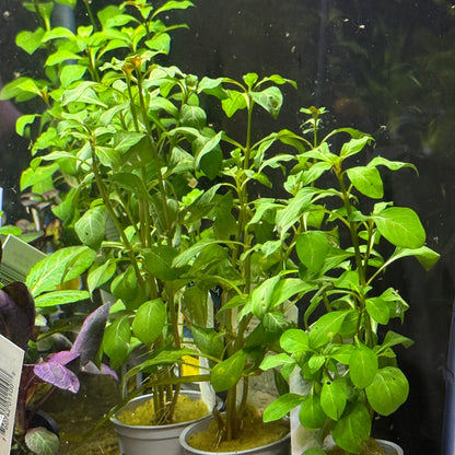 Ludwigia Repens 'Red'