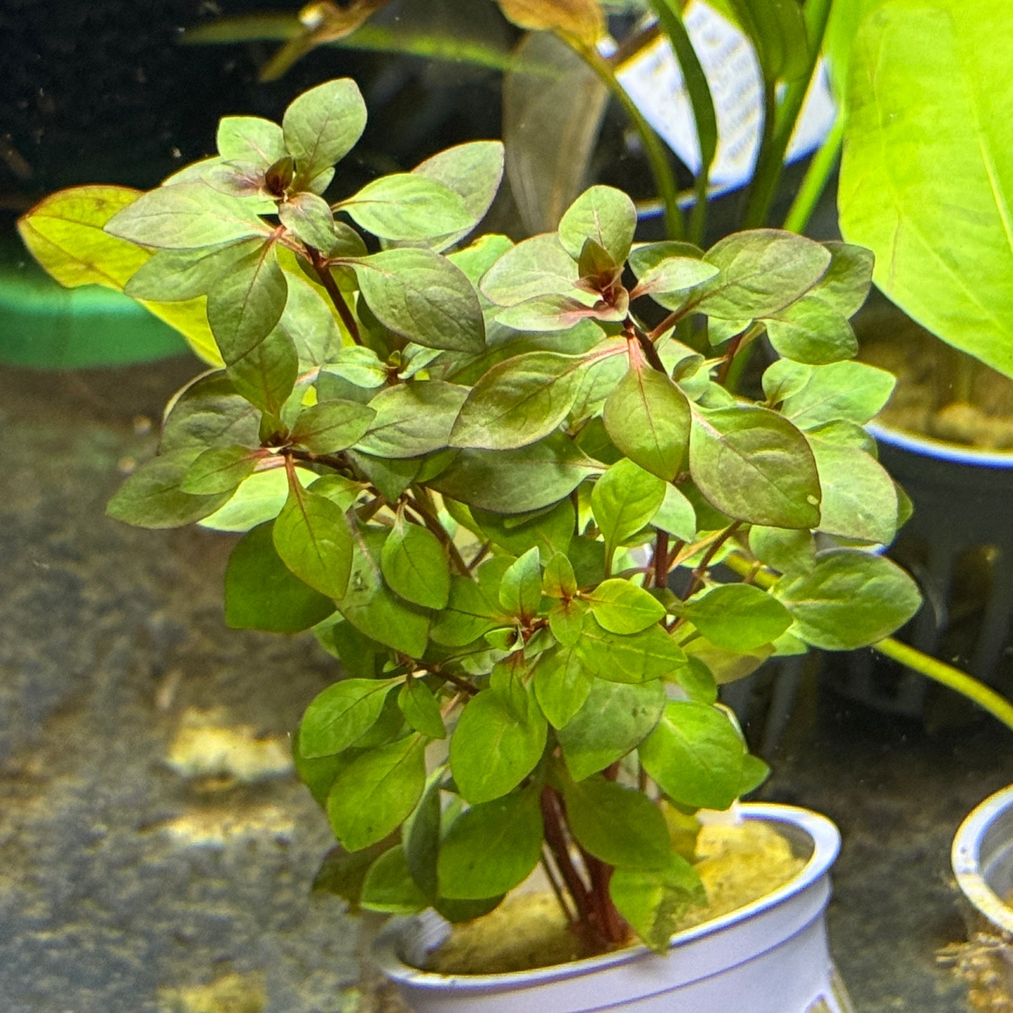 Ludwigia Super Red Mini