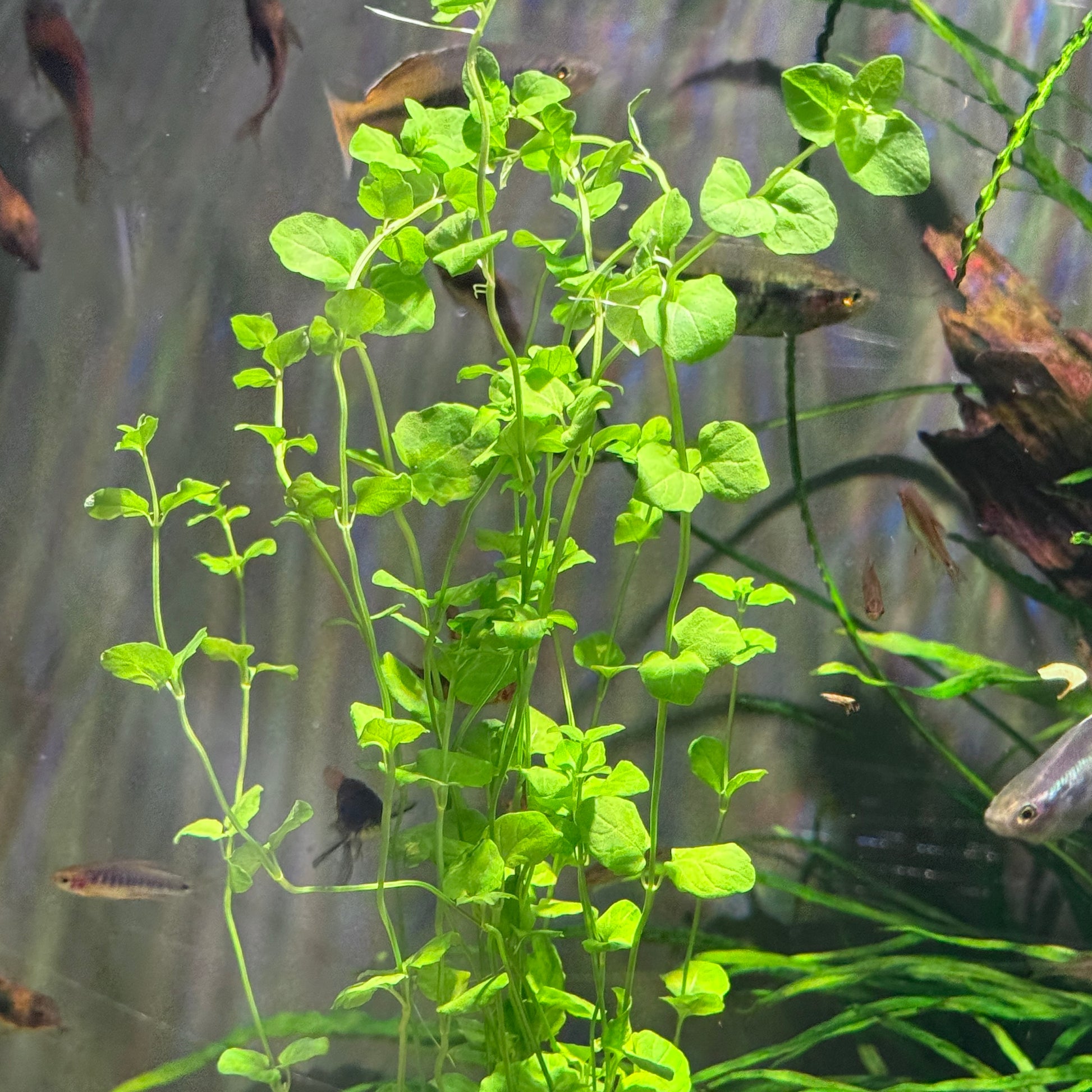 creeping charlie succulent Creeping Charlie – Daku Aquatics