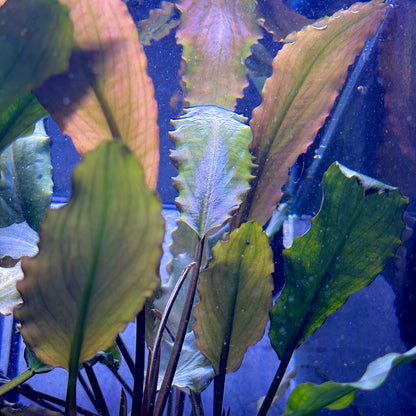 Lagenandra Keralensis