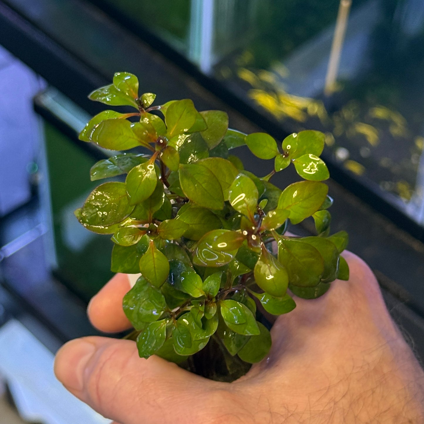 Ludwigia Super Red Mini