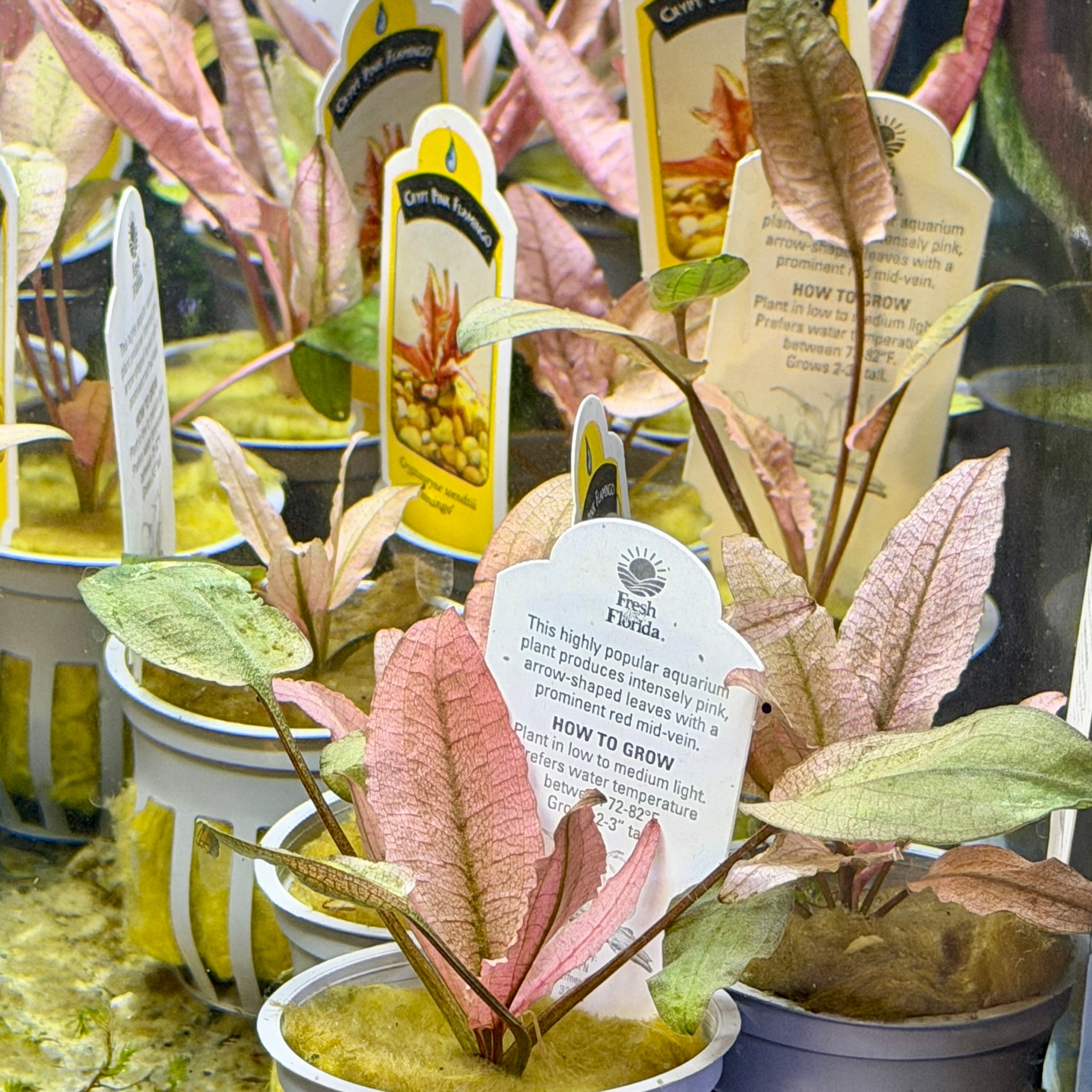 Cryptocorynes – Daku Aquatics