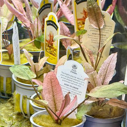 Cryptocoryne Pink Flamingo