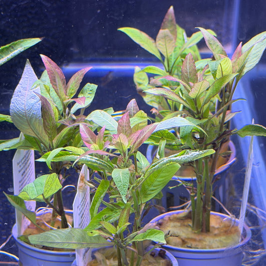 Hygrophila Corymbosa ‘Stricta’